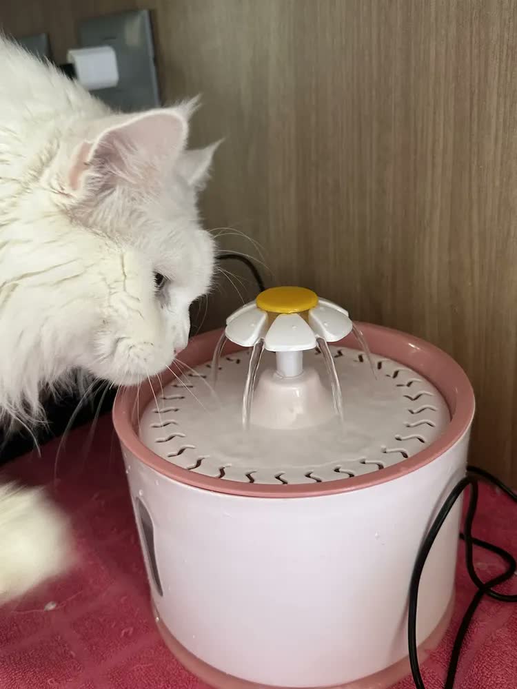 foto de Bebedouro Fonte Gato Cão Filtragem Purificação Pet Automatic Cor Rosa