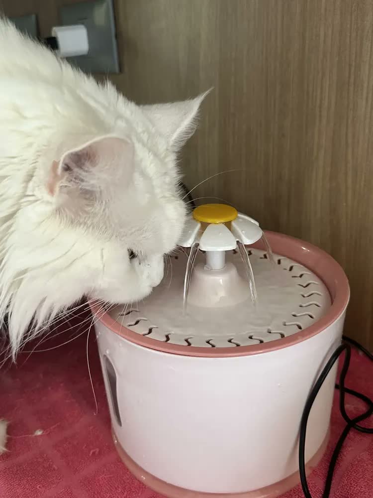 foto de Bebedouro Fonte Gato Cão Filtragem Purificação Pet Automatic Cor Rosa