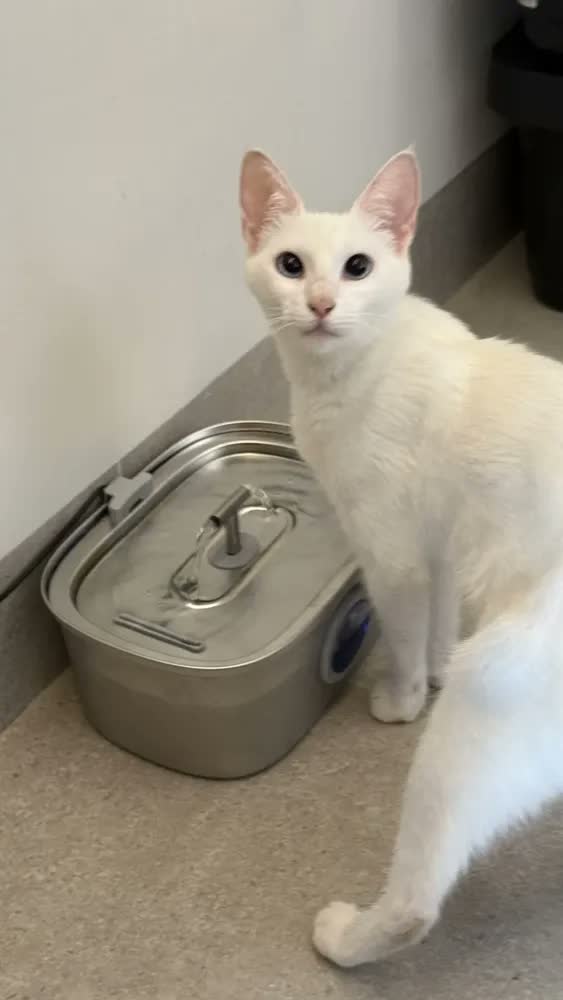 foto de 3.2l Fonte De Água De Aço Inoxidável Para Gatos E Cãe 3.2l Newpet