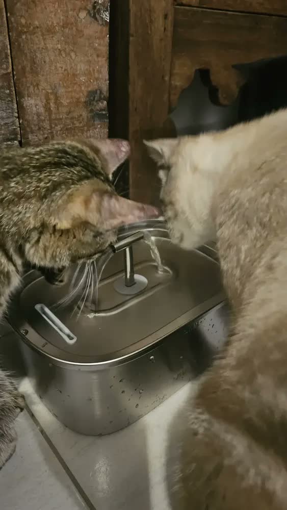 foto de 3.2l Fonte De Água De Aço Inoxidável Para Gatos E Cãe 3.2l Newpet