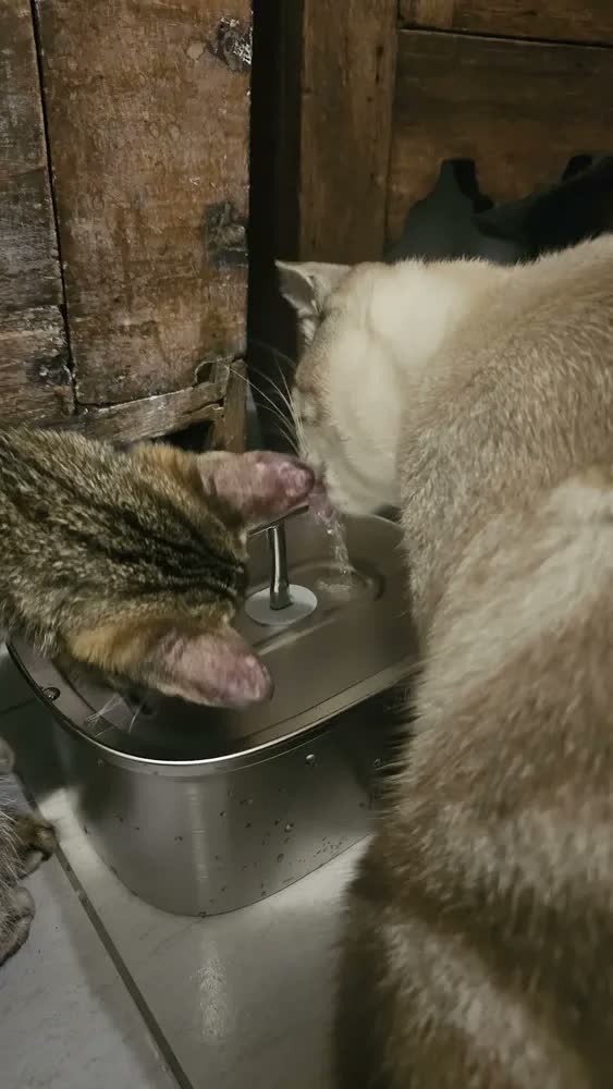 foto de 3.2l Fonte De Água De Aço Inoxidável Para Gatos E Cãe 3.2l Newpet