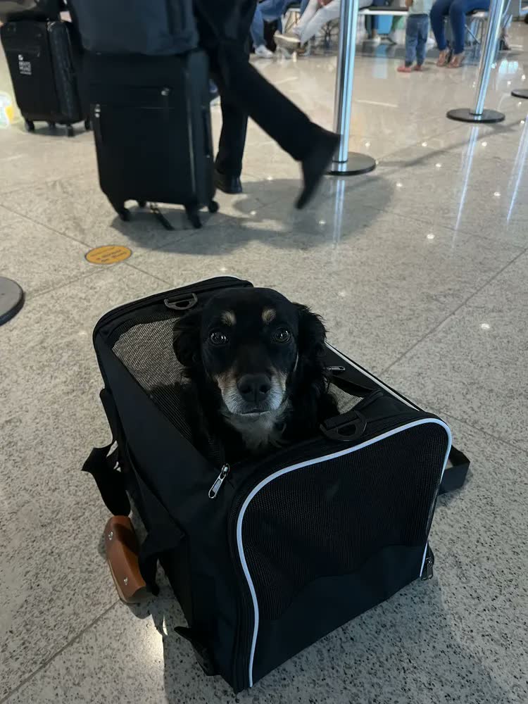 foto de Bolsa Caixa Transporte Pet Cães Gatos Viagem Reforçado 44×31×34cm