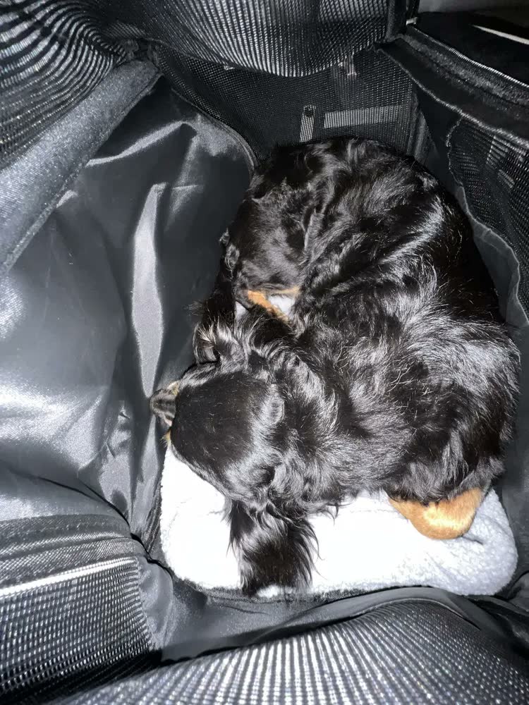 foto de Bolsa Caixa Transporte Pet Cães Gatos Viagem Reforçado 44×31×34cm