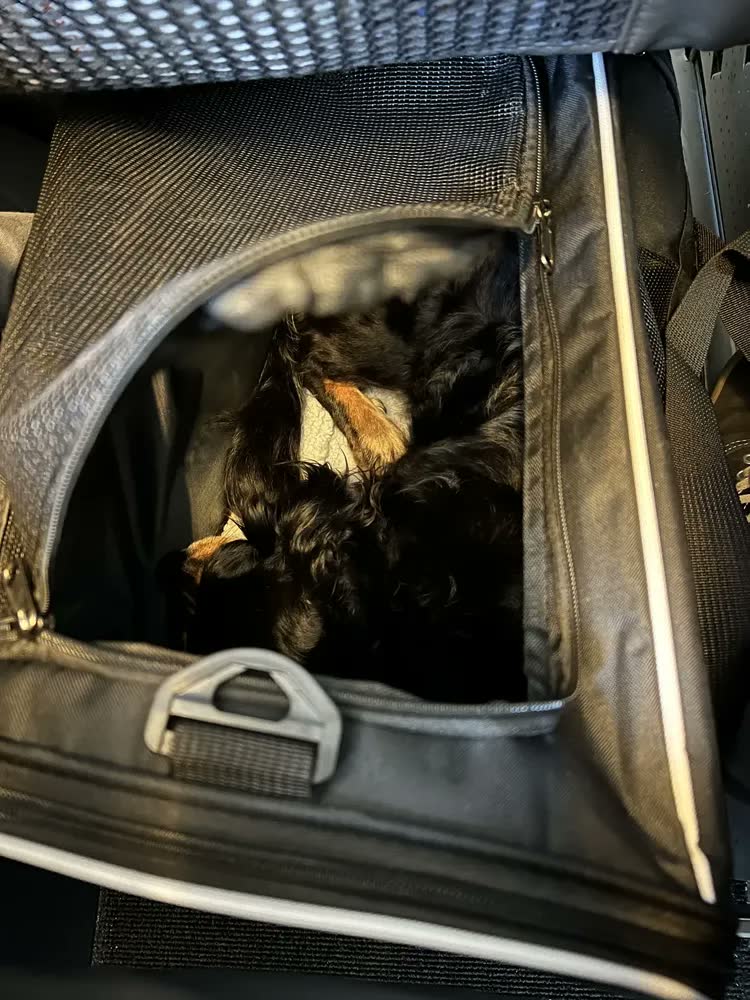 foto de Bolsa Caixa Transporte Pet Cães Gatos Viagem Reforçado 44×31×34cm