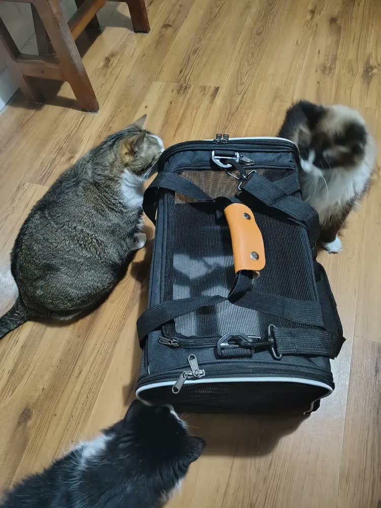 foto de Bolsa Caixa Transporte Pet Cães Gatos Viagem Reforçado 44×31×34cm