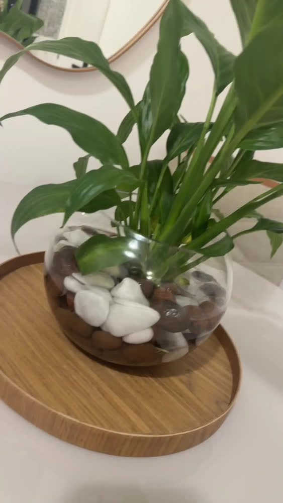 foto de Vaso De Vidro Redondo Aquário Terrário E Plantas Decoração Transparente Liso 2.5l Liso