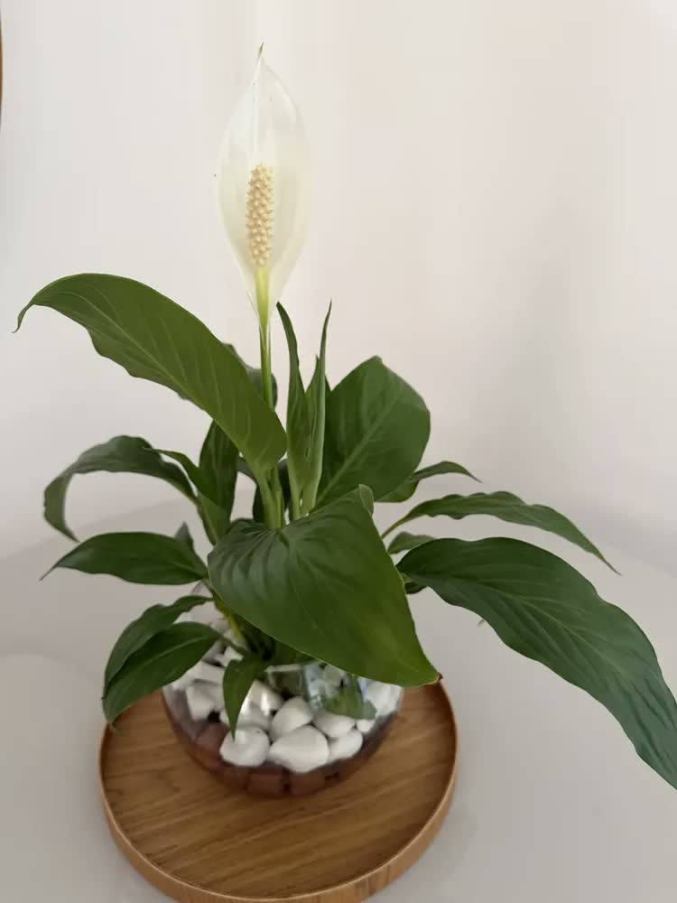 foto de Vaso De Vidro Redondo Aquário Terrário E Plantas Decoração Transparente Liso 2.5l Liso