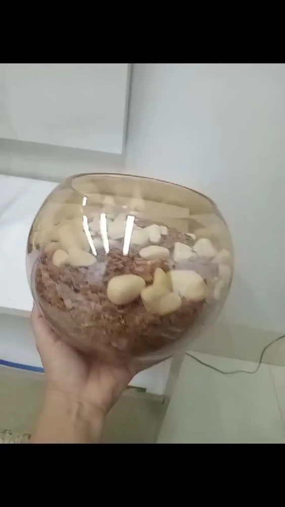 foto de Vaso De Vidro Redondo Aquário Terrário E Plantas Decoração Transparente Liso 2.5l Liso