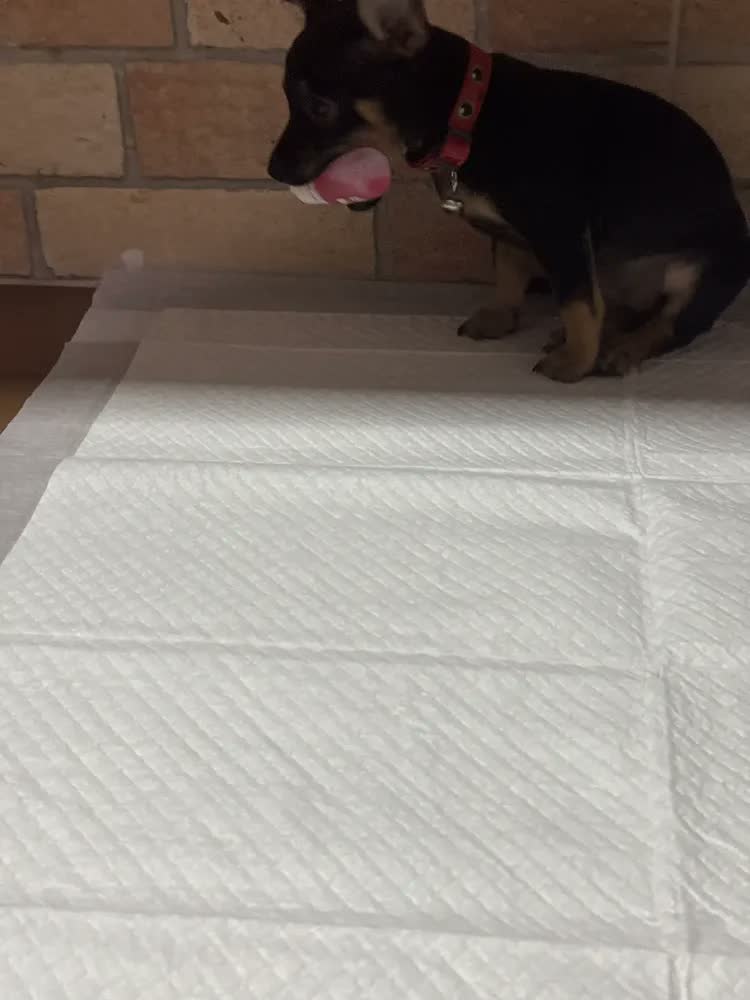foto de Tapete Higiênico Pet 30 Unidades 90x60 Descartável Cão Gato