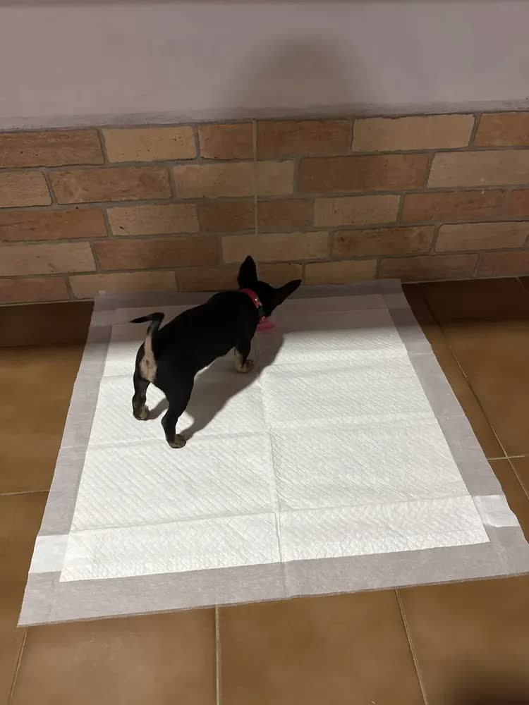 foto de Tapete Higiênico Pet 30 Unidades 90x60 Descartável Cão Gato