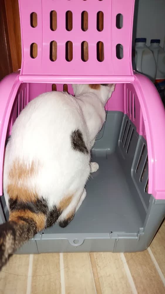foto de Caixa De Transporte Para Cachorro Gato Four Plastic Cor Rosa2