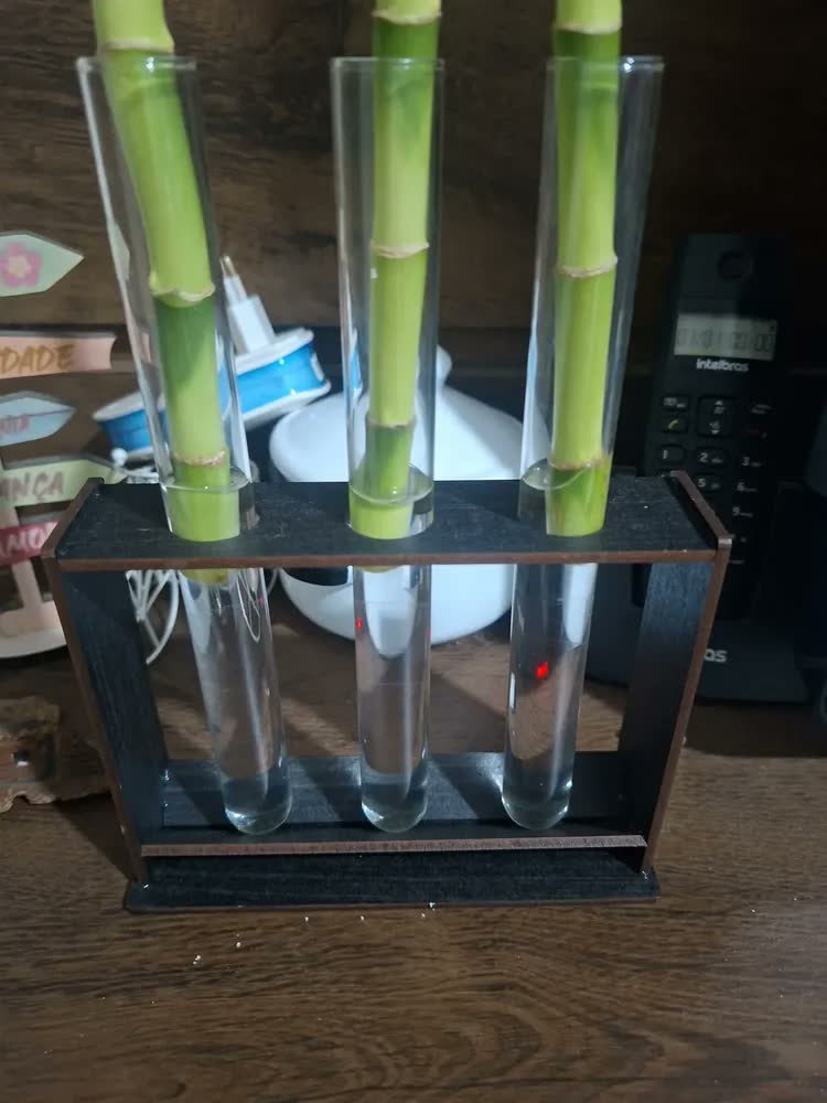 foto de Vaso Tubo Vidro Ensaio Decoração Bambu Planta Areia Suporte Transparente / Madeira Escura Liso