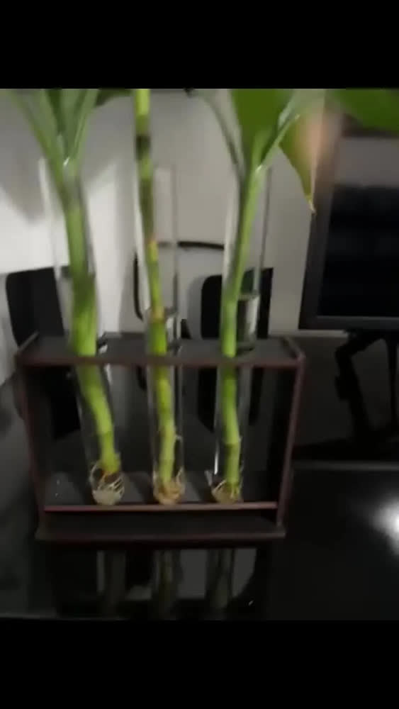 foto de Vaso Tubo Vidro Ensaio Decoração Bambu Planta Areia Suporte Transparente / Madeira Escura Liso