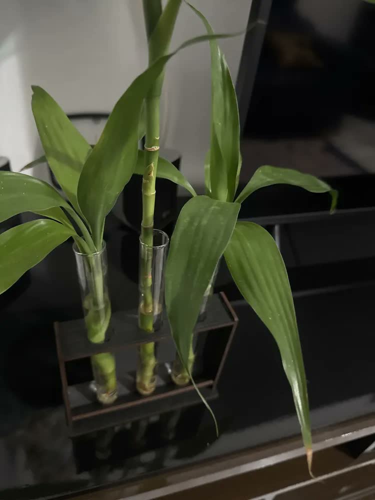 foto de Vaso Tubo Vidro Ensaio Decoração Bambu Planta Areia Suporte Transparente / Madeira Escura Liso