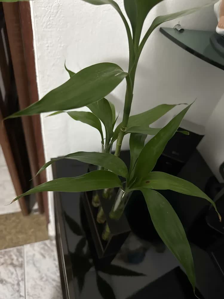 foto de Vaso Tubo Vidro Ensaio Decoração Bambu Planta Areia Suporte Transparente / Madeira Escura Liso