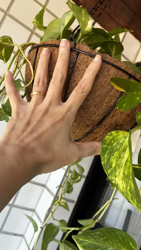 foto de 2 Vasos Planta Suspenso Pendurar Cachepot Xaxim Fibra Coco Marrom Fibra De Coco Natural