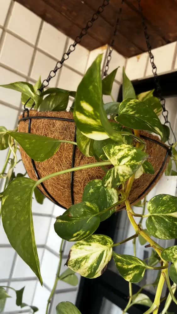 foto de 2 Vasos Planta Suspenso Pendurar Cachepot Xaxim Fibra Coco Marrom Fibra De Coco Natural