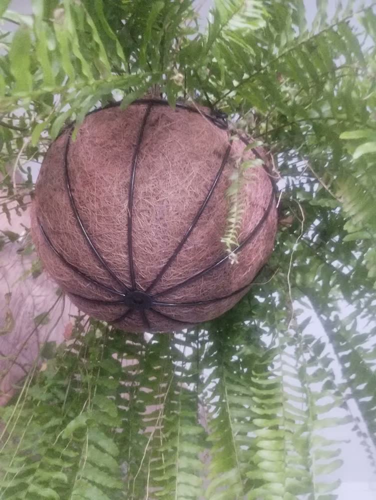 foto de 2 Vasos Planta Suspenso Pendurar Cachepot Xaxim Fibra Coco Marrom Fibra De Coco Natural