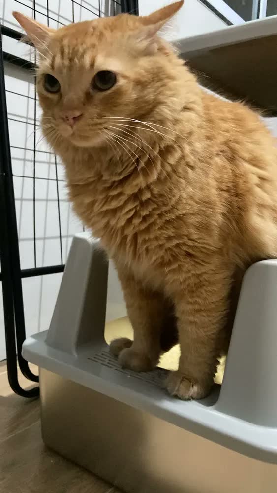 foto de Caixa de Areia Fechada SAIKIT Furba Grande para Gato em Aço, Prateada, com Pá e Tapete Coletor