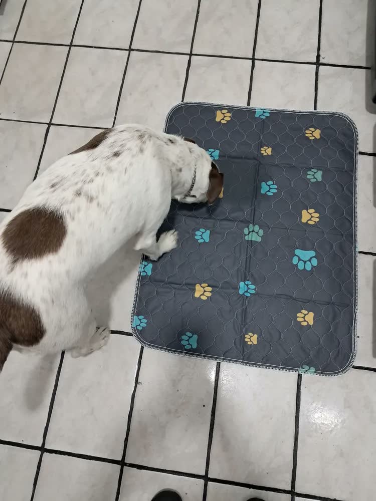 foto de Tapete Higiênico Lavável para Pets de Algodão New Pet 80x60 cm