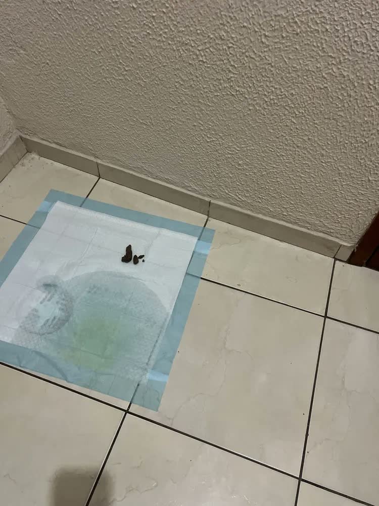 foto de Tapete Higiênico Descartável Luxena para Cães e Gatos 50x60 cm com 50 Unidades e Eliminação de Odor