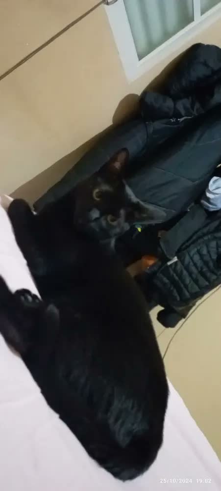 foto de Caixa Gaiola Transporte Seguro Pet Para Cães Gato Panther N2 Cor Rosa
