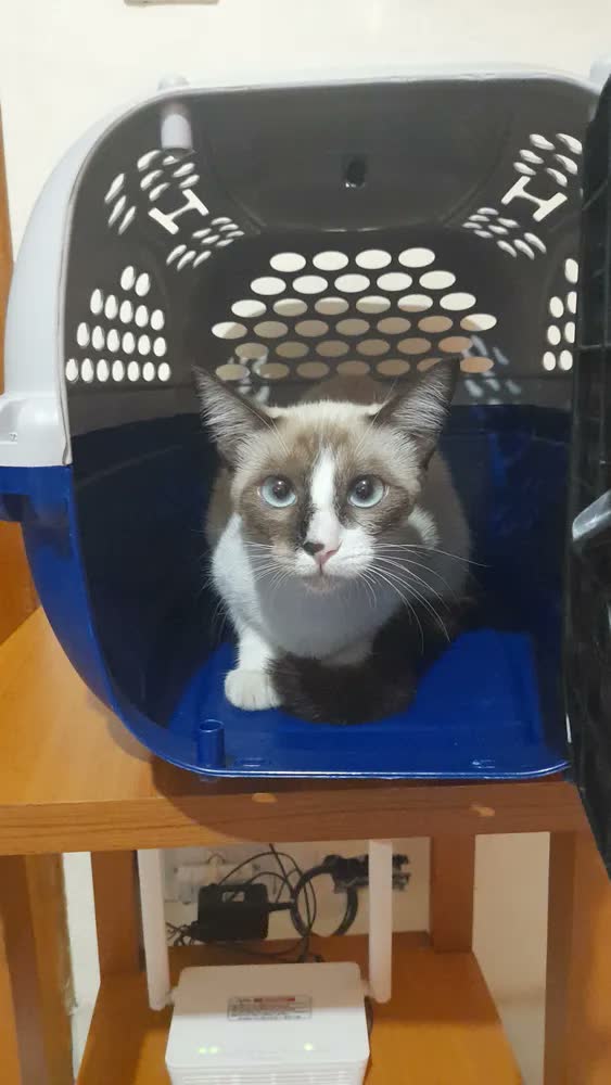 foto de Caixa Gaiola Transporte Seguro Pet Para Cães Gato Panther N2 Cor Rosa