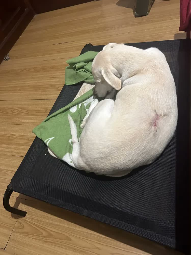 foto de Cama Suspensa PAWPONTO Grande para Cachorro e Gato com 102x69 cm em Textilene Lavável