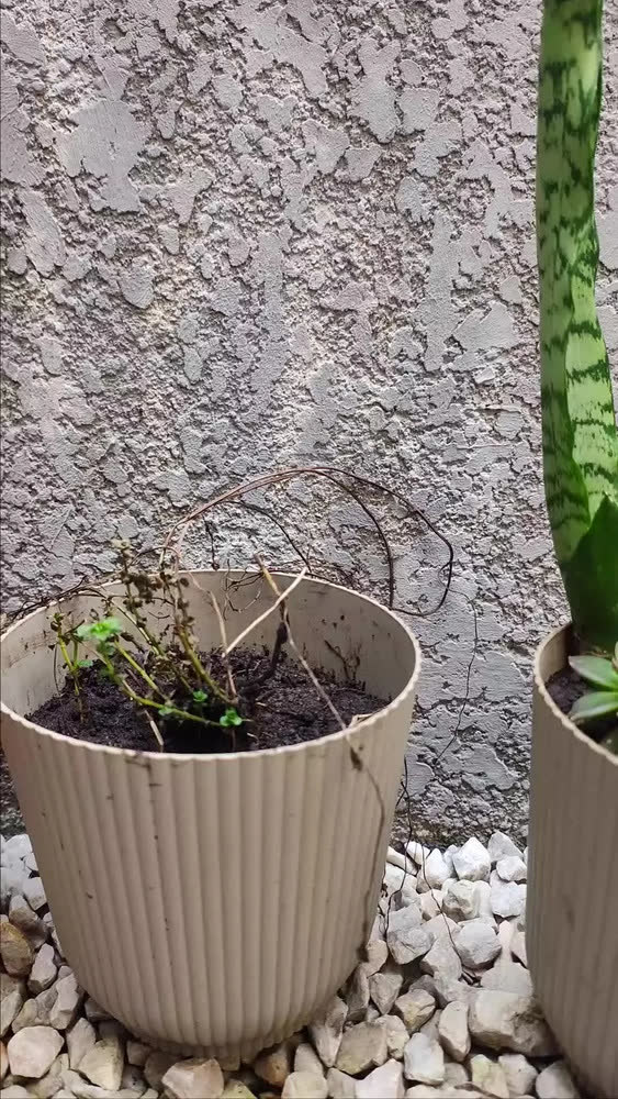 foto de Kit 5 Vasos De Orquídea Grande Cachepot De Plantas E Flores Cor Cinza