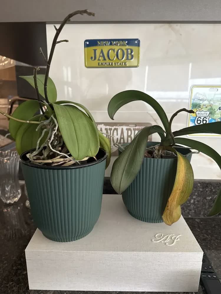 foto de Kit 5 Vasos De Orquídea Grande Cachepot De Plantas E Flores Cor Cinza