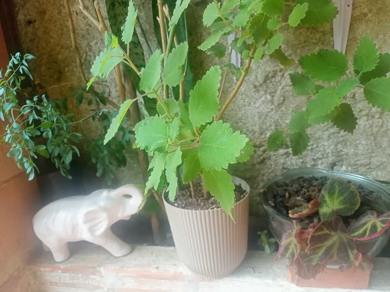 foto de Kit 5 Vasos De Orquídea Grande Cachepot De Plantas E Flores Cor Cinza