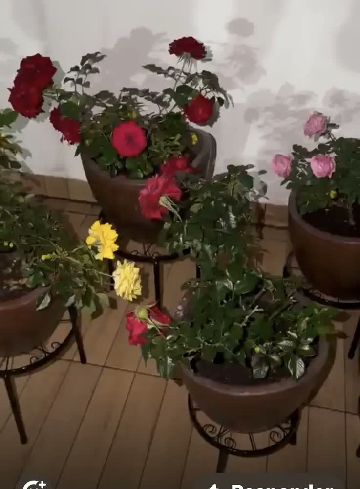 foto de Kit 5 Suportes de Chão para Vasos de Plantas em Metal Antiderrapantes e Resistentes à Ferrugem para Sala Varanda Jardim e Pátio