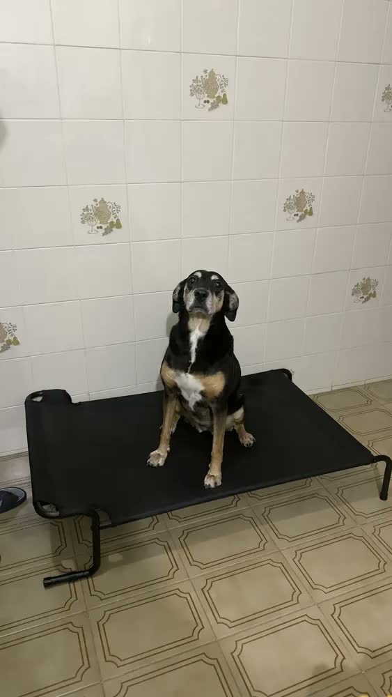 foto de Cama Suspensa Elevada Cachorro 120x72x30cm Super Grande Até 60kg Yesop Brand Textilene Preto