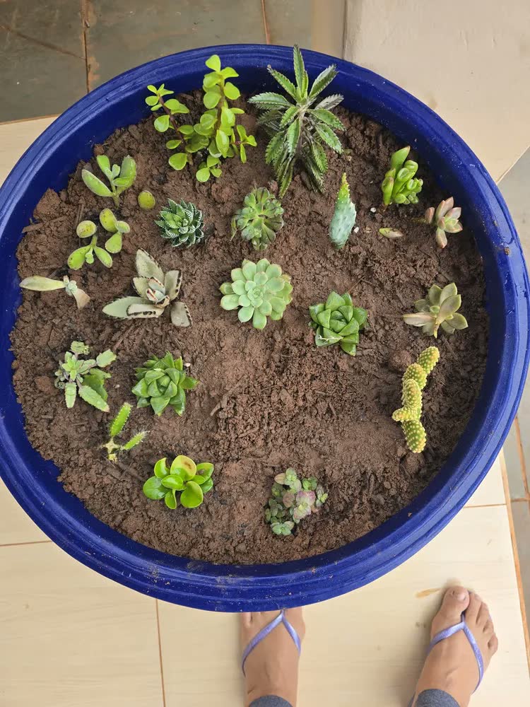 foto de 1 Bacia Planta Designer Moderno Resina Polietileno 50x18