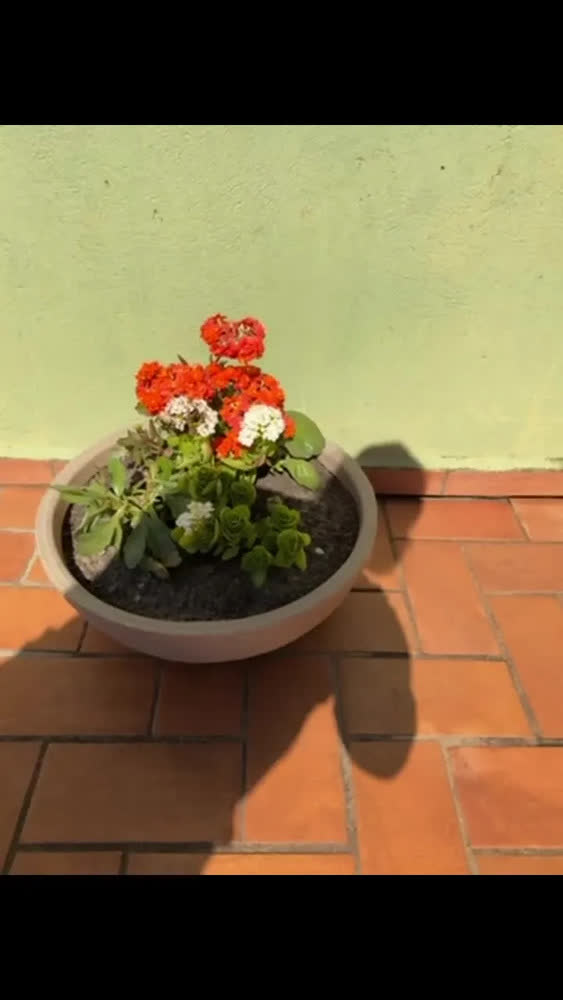 foto de 1 Bacia Planta Designer Moderno Resina Polietileno 50x18