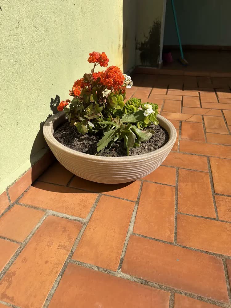 foto de 1 Bacia Planta Designer Moderno Resina Polietileno 50x18