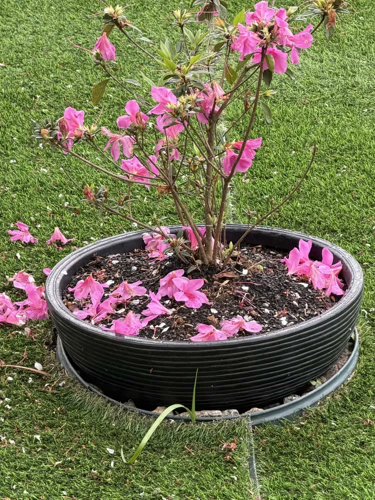 foto de 1 Bacia Planta Designer Moderno Resina Polietileno 50x18