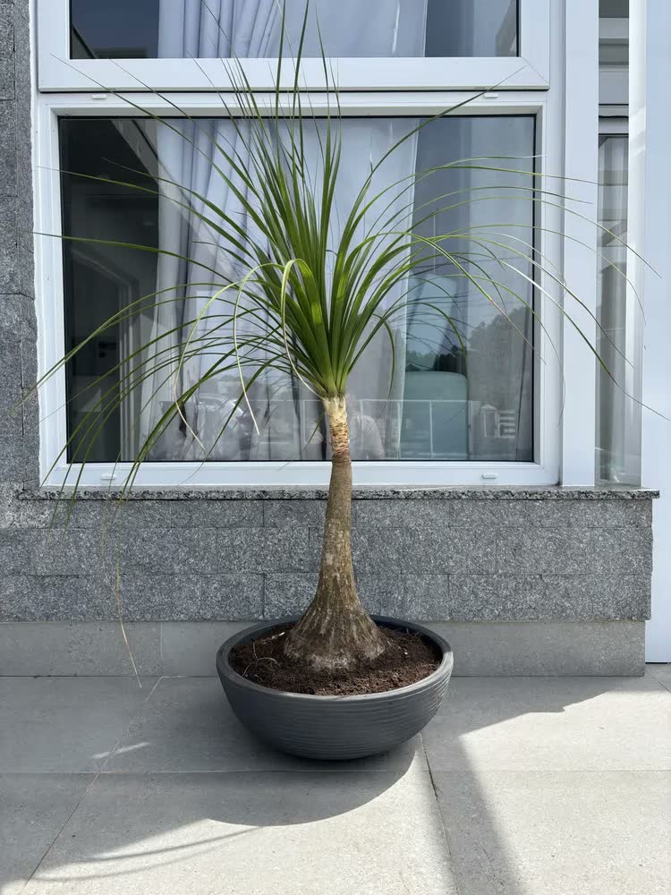foto de 1 Bacia Planta Designer Moderno Resina Polietileno 50x18